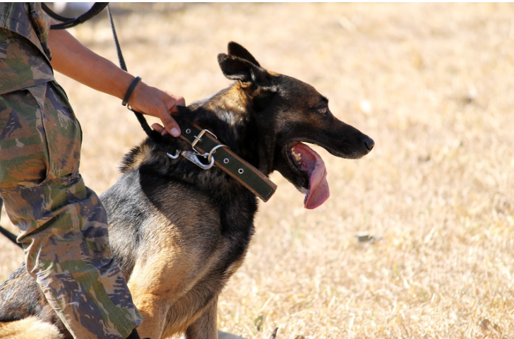 K9 Unit Image