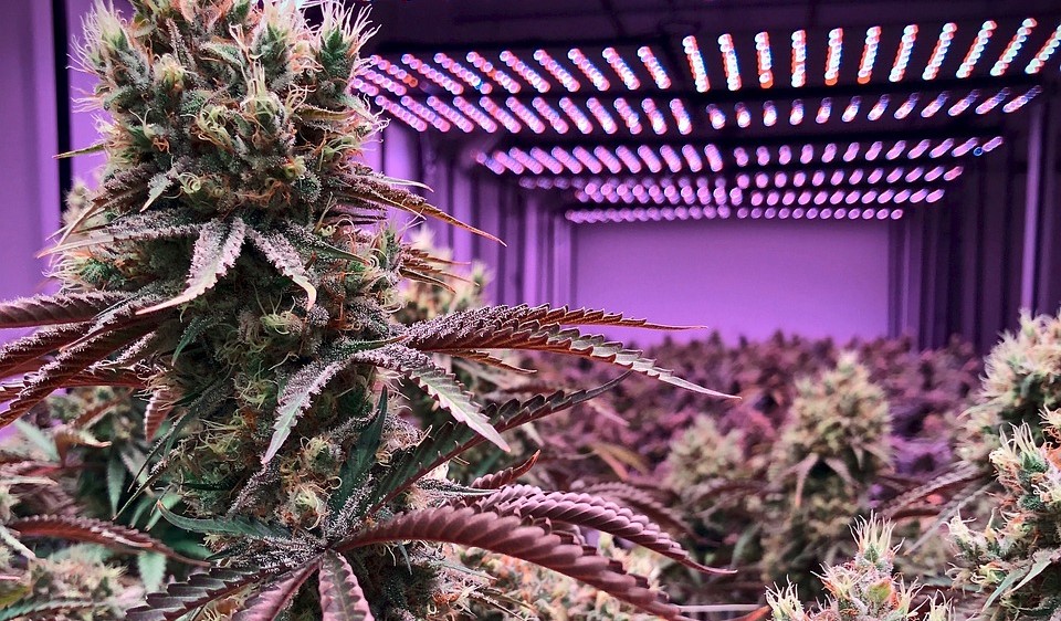 Plants in commercial cannabis grow room